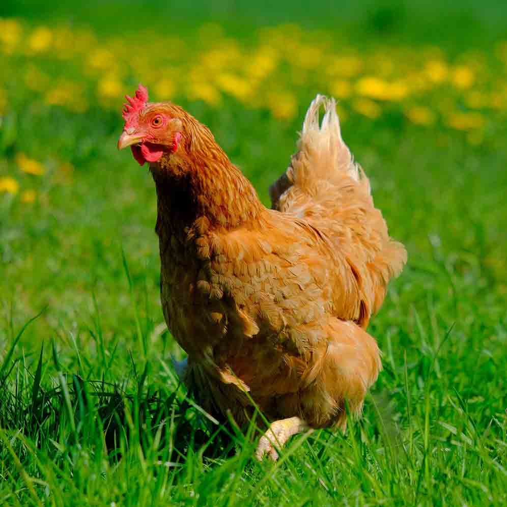refererence-bfc-poulet-fermier-label-rouge-996×996